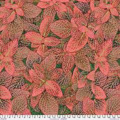 Fittonia Red PWPJ129.Red